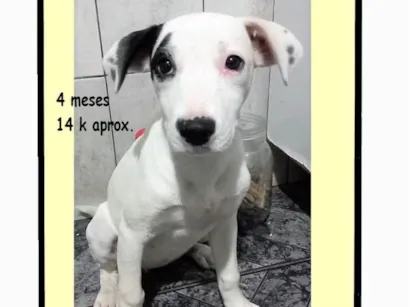 Cachorro raça SRD-ViraLata idade 2 a 6 meses nome CECÍLIA