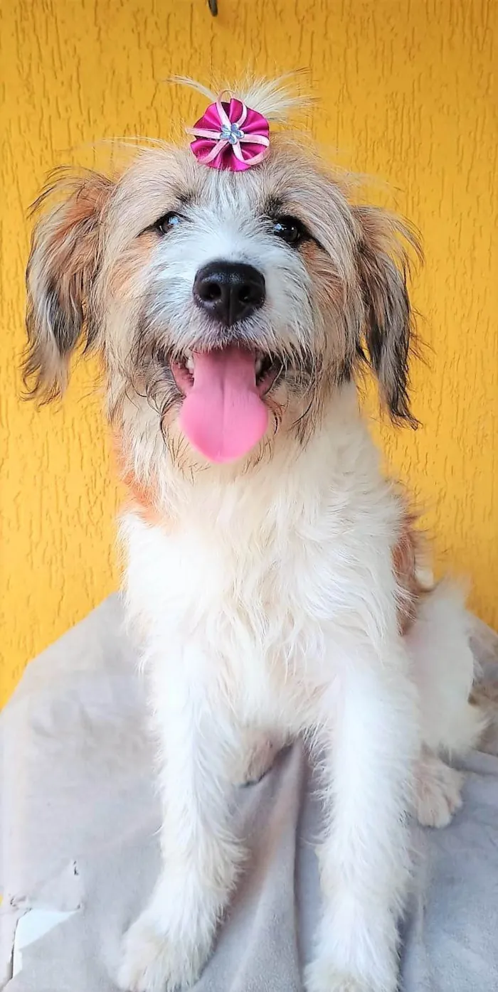 Cachorro raça SRD-ViraLata idade 1 ano nome MARISSOL