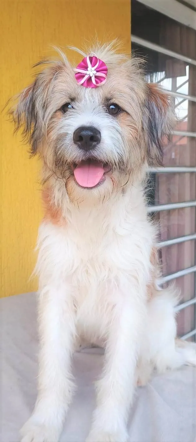 Cachorro raça SRD-ViraLata idade 1 ano nome MARISSOL