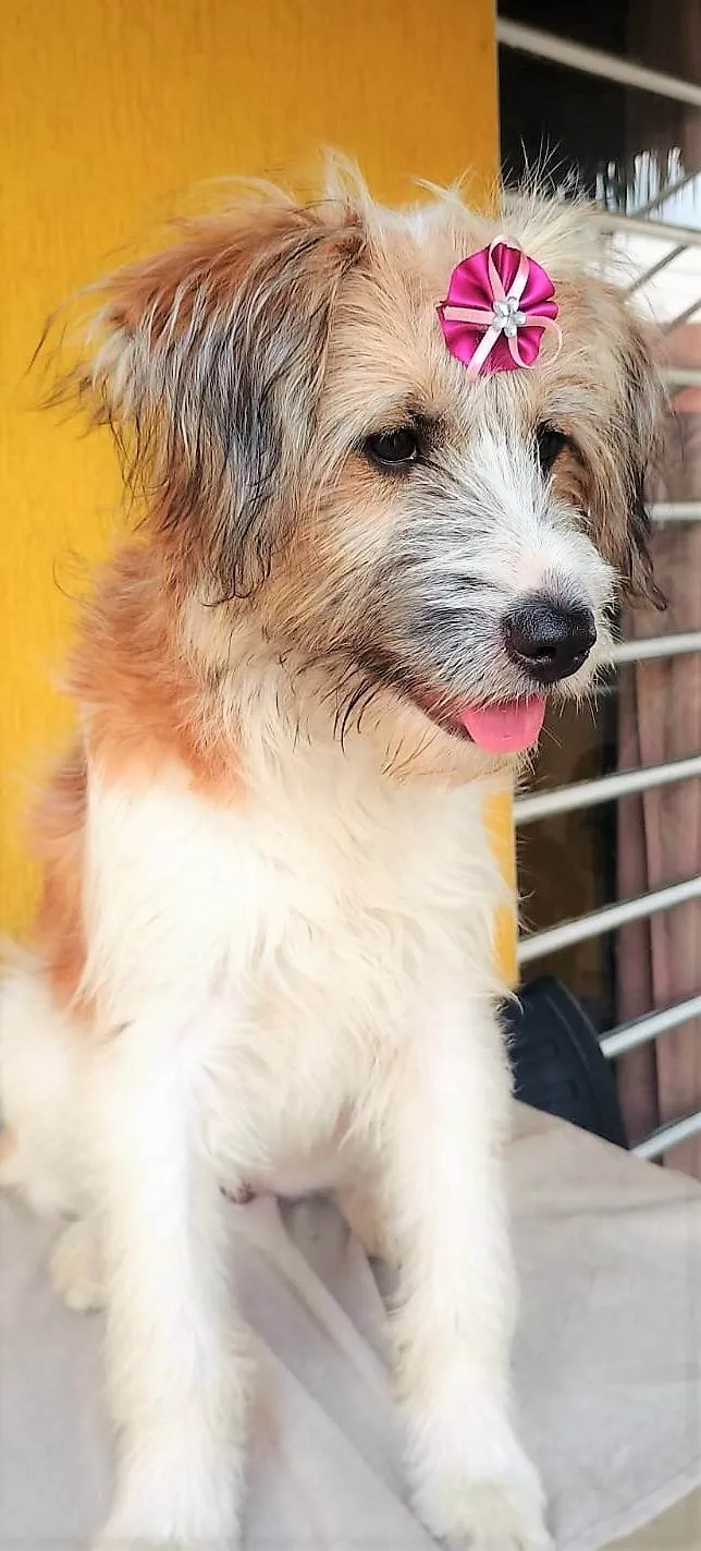 Cachorro raça SRD-ViraLata idade 1 ano nome MARISSOL