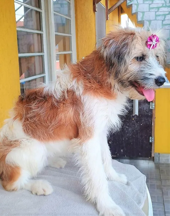 Cachorro raça SRD-ViraLata idade 1 ano nome MARISSOL