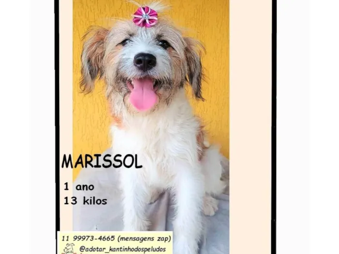 Cachorro raça SRD-ViraLata idade 1 ano nome MARISSOL