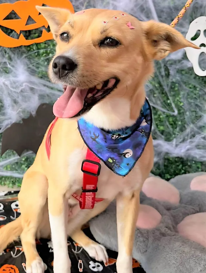 Cachorro raça SRD-ViraLata idade 3 anos nome PAÇOCA