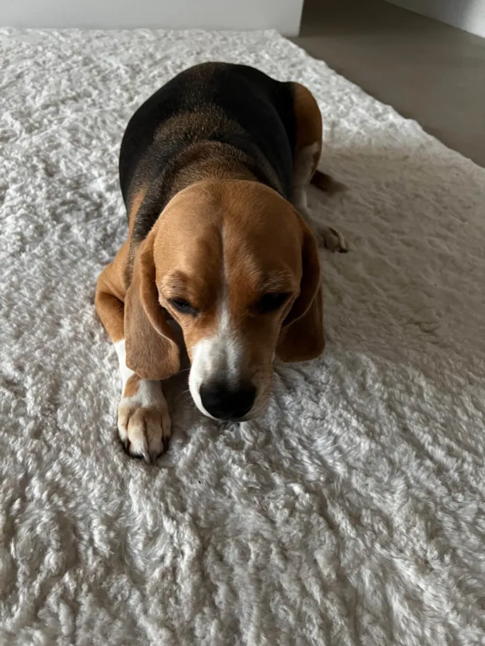 Cachorro ra a SRD-ViraLata idade 5 anos nome Harry