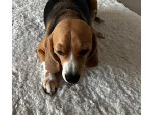 Cachorro ra a SRD-ViraLata idade 5 anos nome Harry