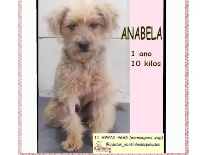 Cachorro raça SRD-ViraLata idade 1 ano nome ANABELA
