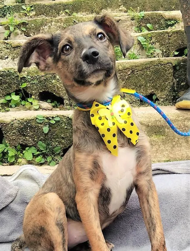 Cachorro raça SRD-ViraLata idade 2 a 6 meses nome FOFOKINHA