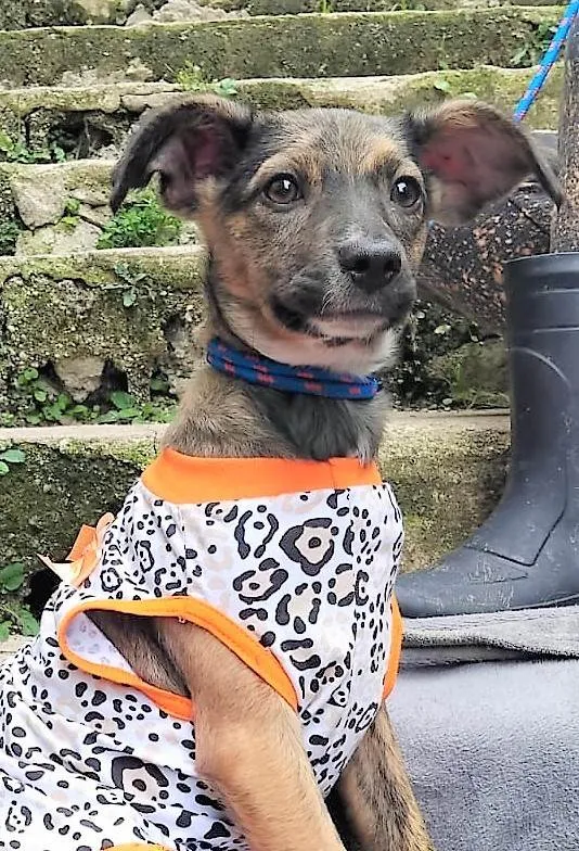 Cachorro raça SRD-ViraLata idade 2 a 6 meses nome FOFOKINHA