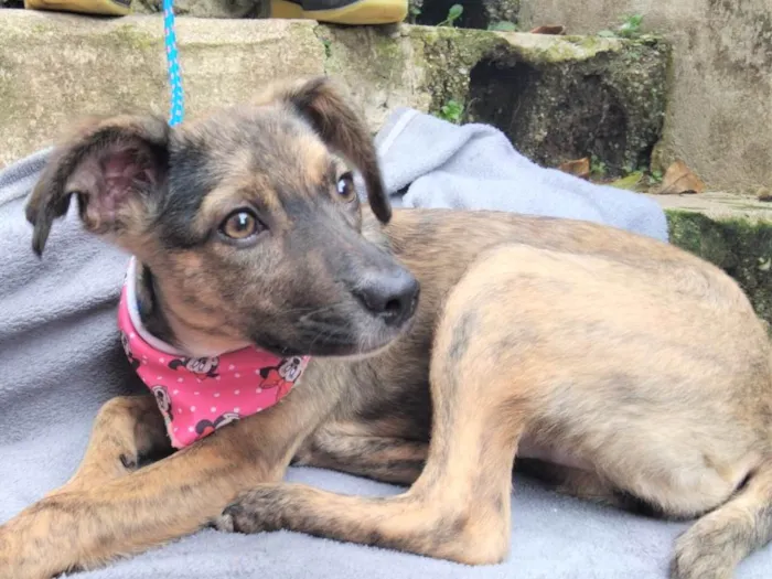 Cachorro raça SRD-ViraLata idade 2 a 6 meses nome FOFOKINHA