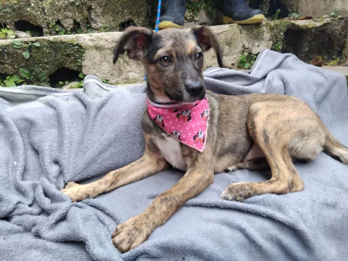 Cachorro raça SRD-ViraLata idade 2 a 6 meses nome FOFOKINHA