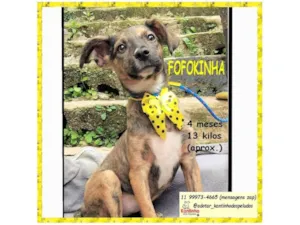 Cachorro raça SRD-ViraLata idade 2 a 6 meses nome FOFOKINHA
