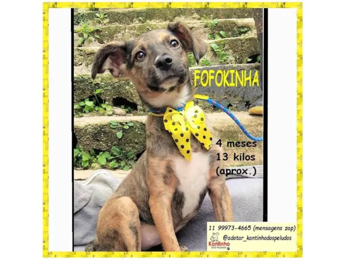 Cachorro raça SRD-ViraLata idade 2 a 6 meses nome FOFOKINHA