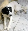 Cachorro raça SRD-ViraLata idade 2 anos nome BARUK