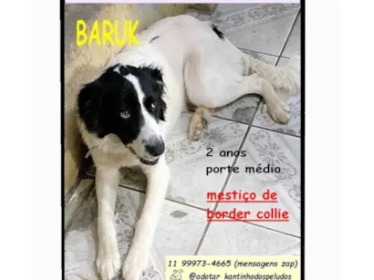 Cachorro raça SRD-ViraLata idade 2 anos nome BARUK