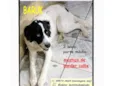 Cachorro raça SRD-ViraLata idade 2 anos nome BARUK