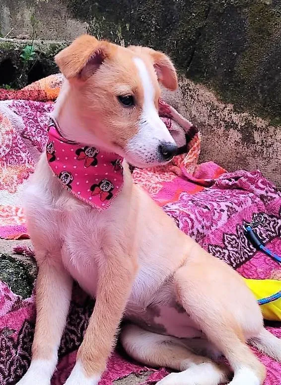 Cachorro raça SRD-ViraLata idade 2 a 6 meses nome POLIANA