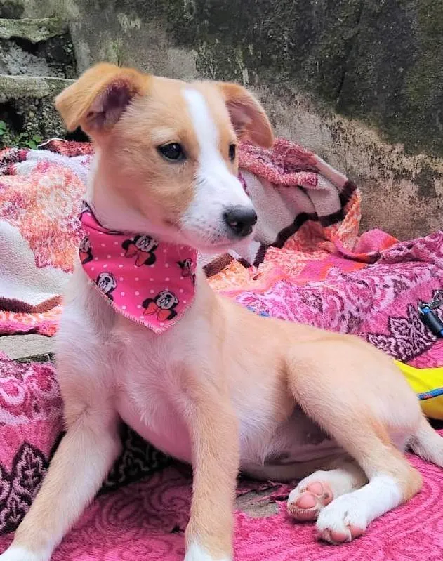 Cachorro raça SRD-ViraLata idade 2 a 6 meses nome POLIANA