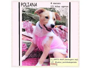 Cachorro raça SRD-ViraLata idade 2 a 6 meses nome POLIANA