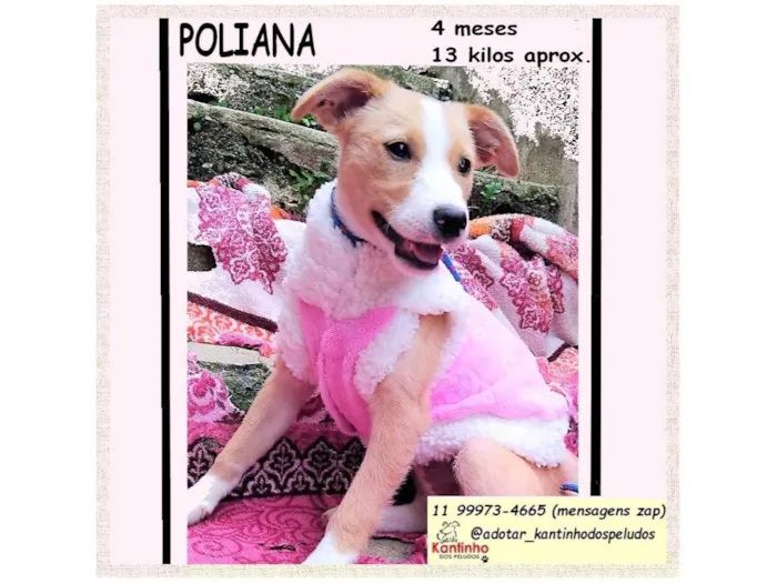Cachorro raça SRD-ViraLata idade 2 a 6 meses nome POLIANA