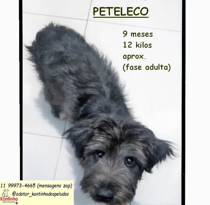 PETELECO