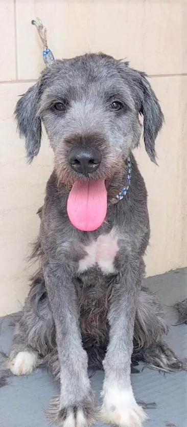 Cachorro raça SRD-ViraLata idade 7 a 11 meses nome PETELECO