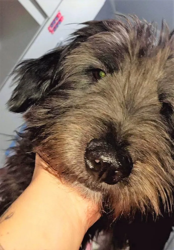 Cachorro raça SRD-ViraLata idade 7 a 11 meses nome PETELECO