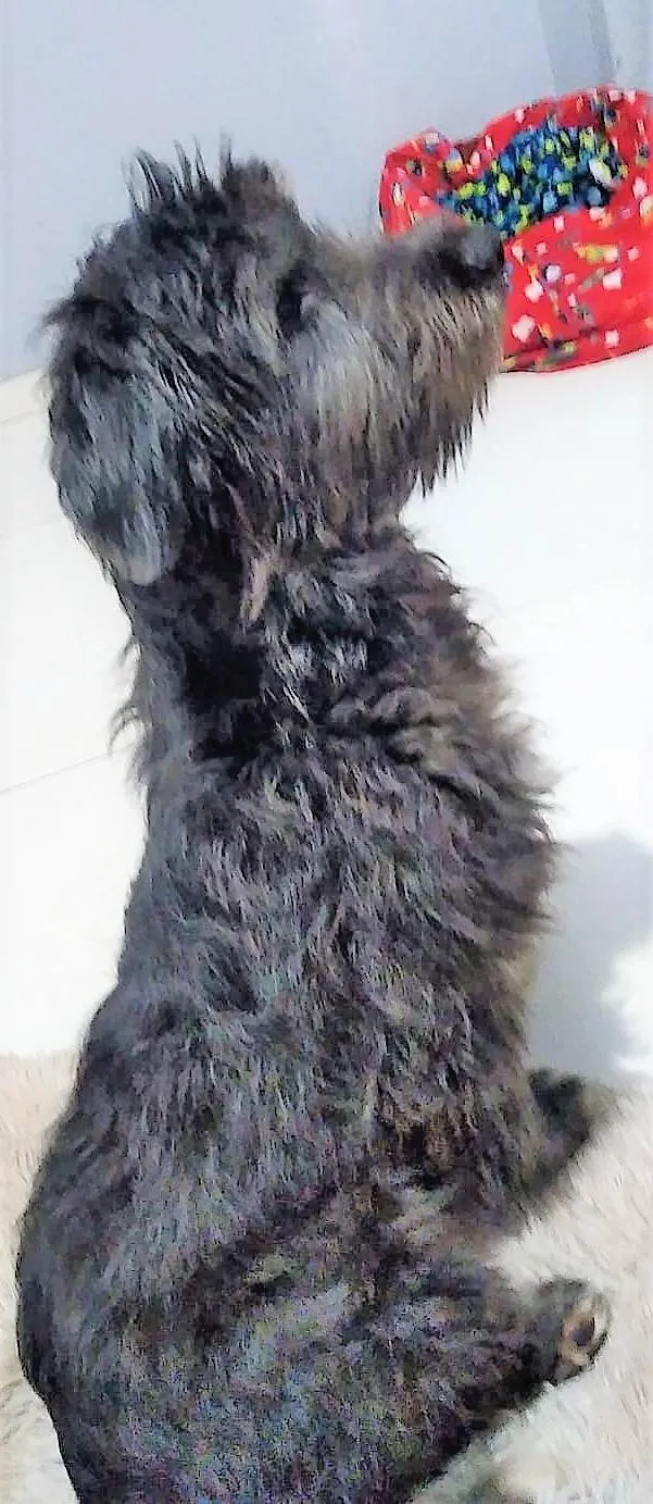 Cachorro raça SRD-ViraLata idade 7 a 11 meses nome PETELECO