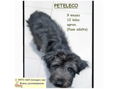 Cachorro raça SRD-ViraLata idade 7 a 11 meses nome PETELECO