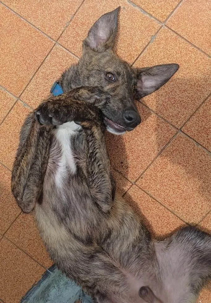 Cachorro raça SRD-ViraLata idade 7 a 11 meses nome TORRESMINHO