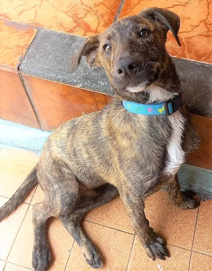 Cachorro raça SRD-ViraLata idade 7 a 11 meses nome TORRESMINHO
