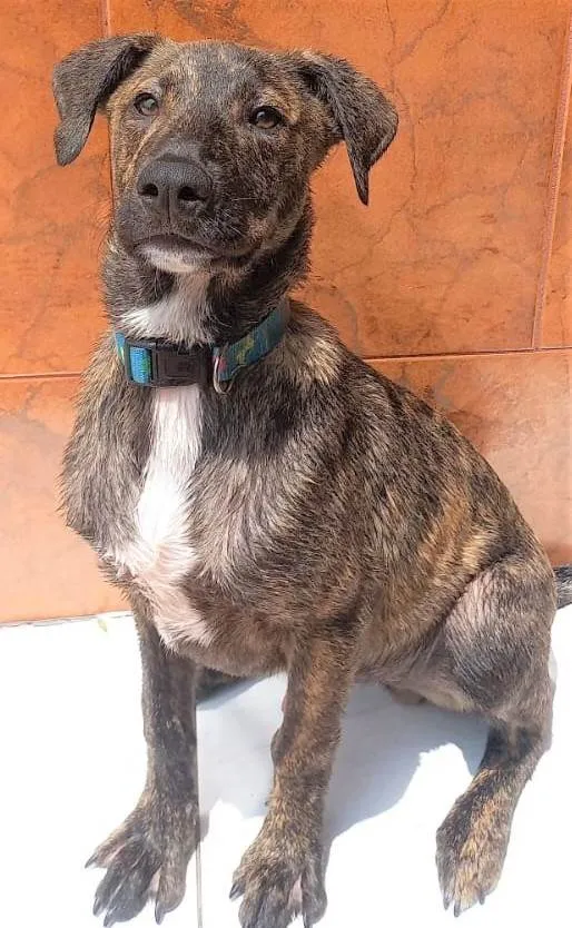 Cachorro raça SRD-ViraLata idade 7 a 11 meses nome TORRESMINHO