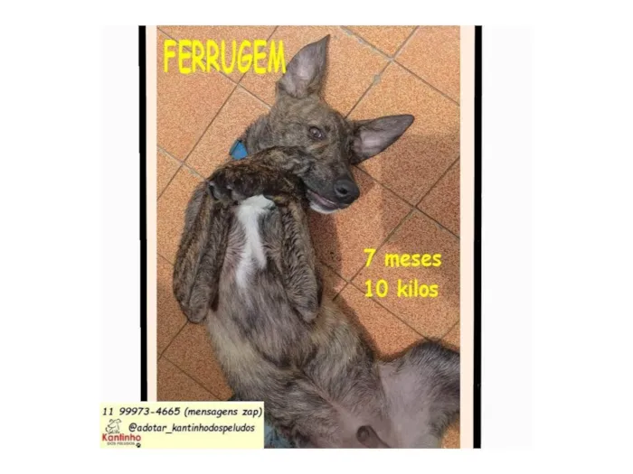 Cachorro raça SRD-ViraLata idade 7 a 11 meses nome TORRESMINHO