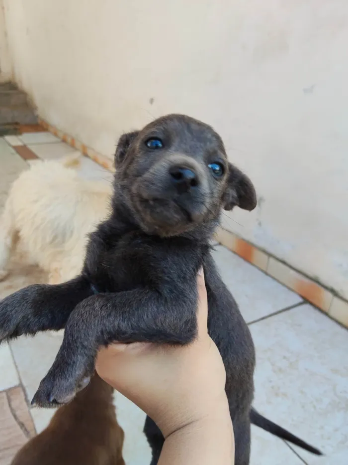 Cachorro ra a SRD-ViraLata idade 2 a 6 meses nome sem nome