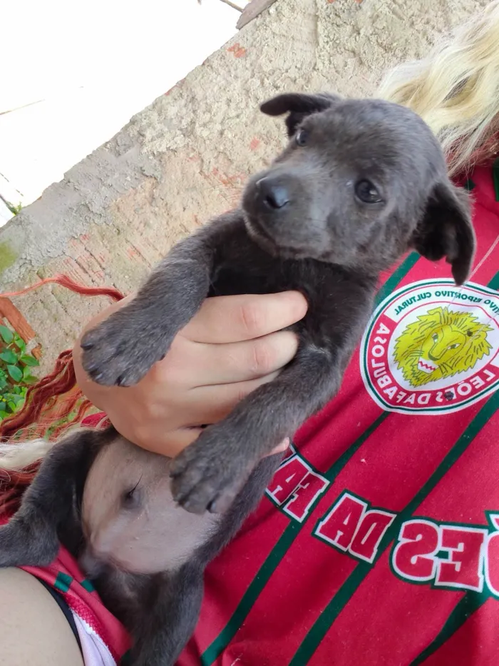 Cachorro ra a SRD-ViraLata idade 2 a 6 meses nome sem nome