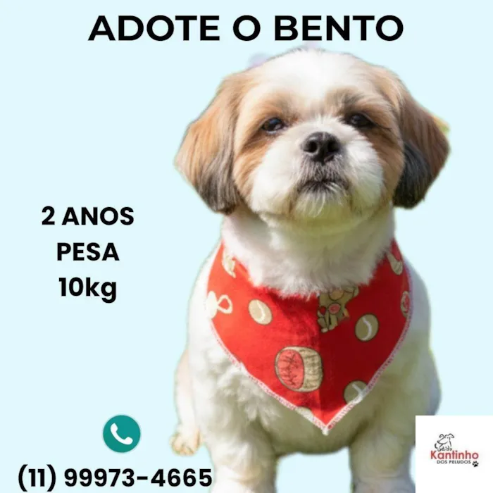 Cachorro raça Shitzu idade 2 anos nome Bento