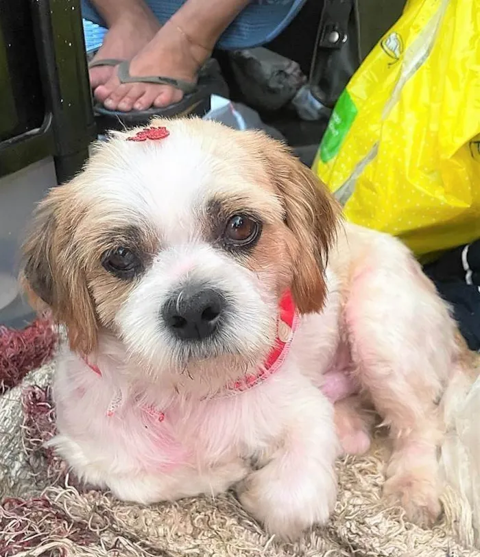 Cachorro raça Shitzu idade 2 anos nome Bento