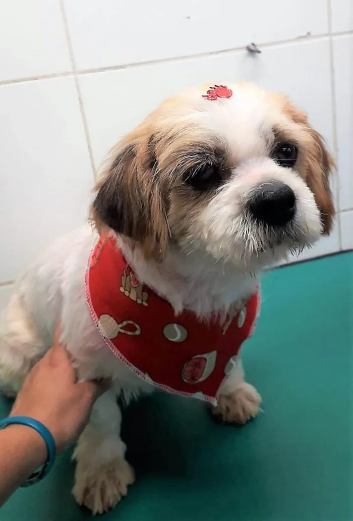 Cachorro raça Shitzu idade 2 anos nome Bento