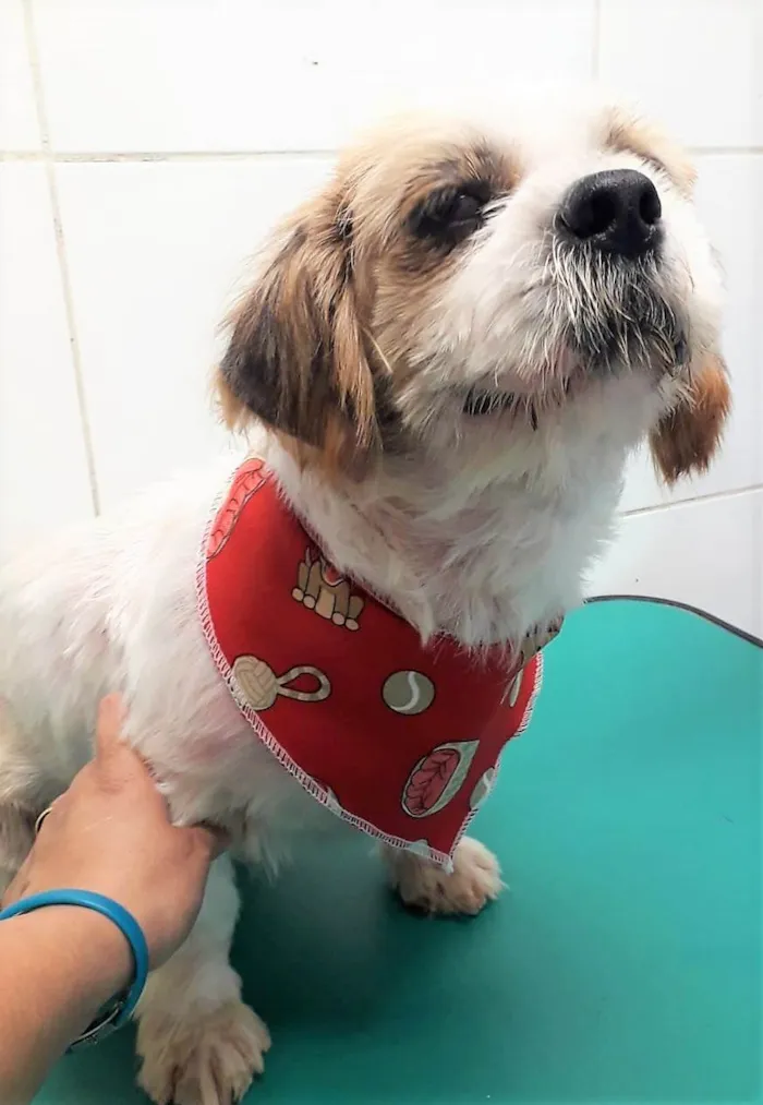Cachorro raça Shitzu idade 2 anos nome Bento