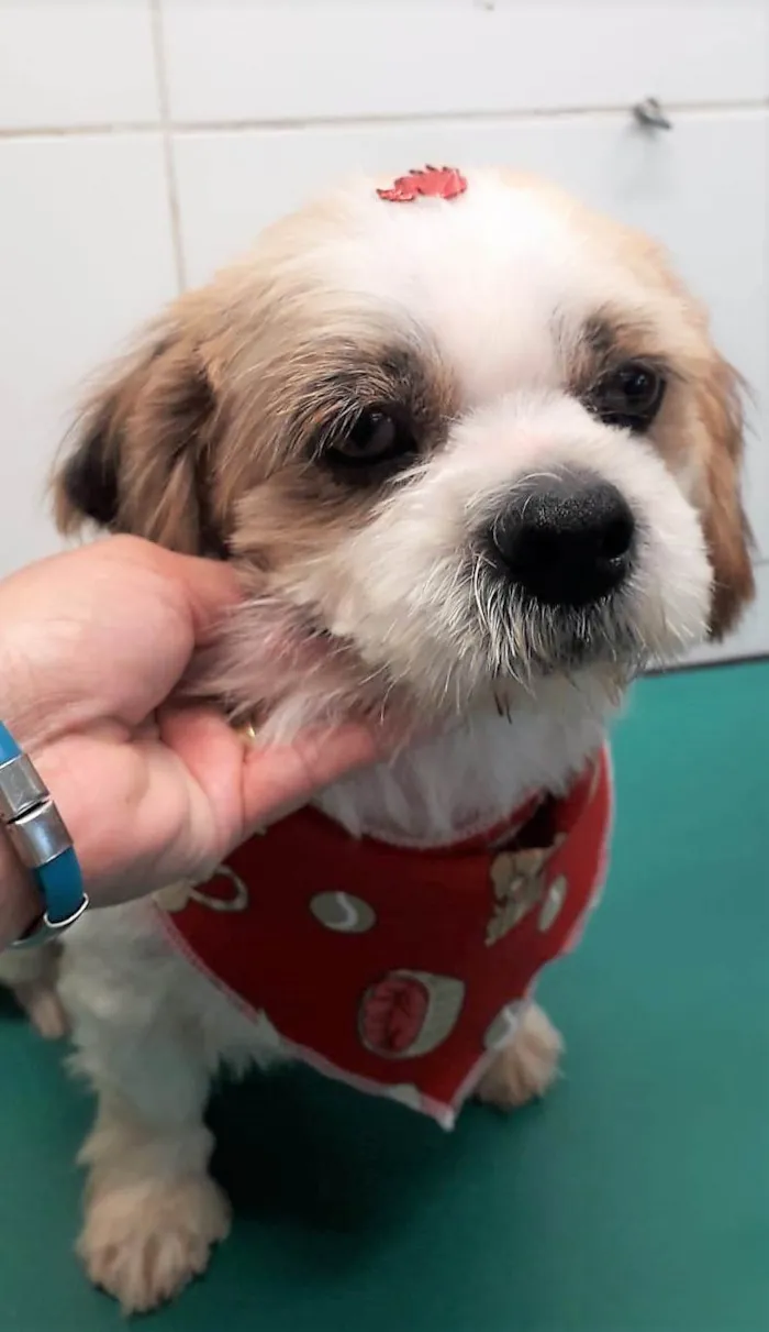 Cachorro raça Shitzu idade 2 anos nome Bento