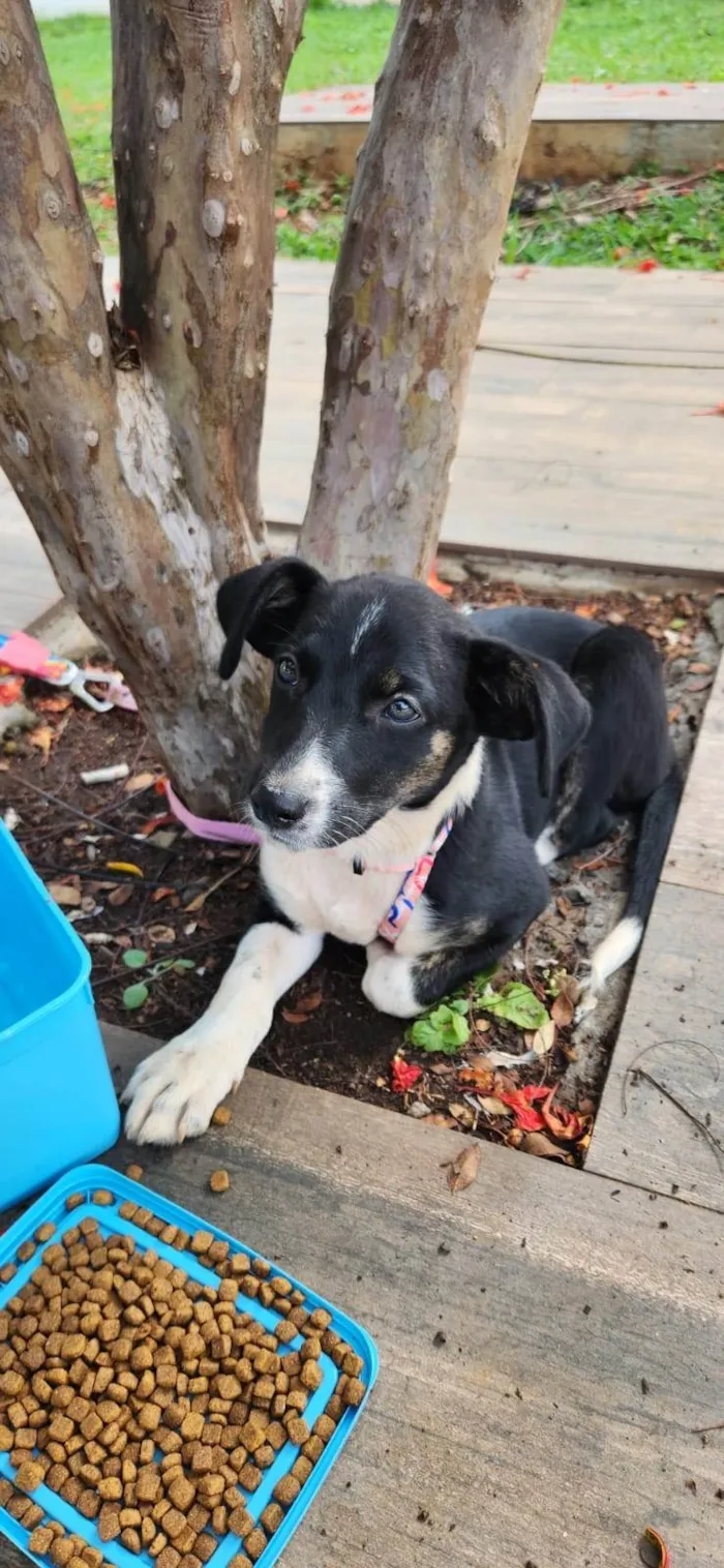 Cachorro ra a SRD-ViraLata idade 2 a 6 meses nome Line