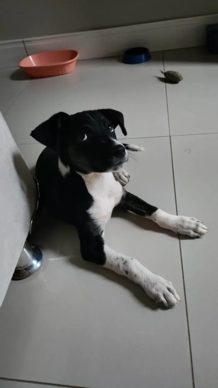 Cachorro ra a SRD-ViraLata idade 2 a 6 meses nome Line
