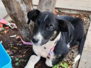 Cachorro raça SRD-ViraLata idade 2 a 6 meses nome Line