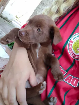 Cachorro ra a SRD-ViraLata idade 2 a 6 meses nome sem nome