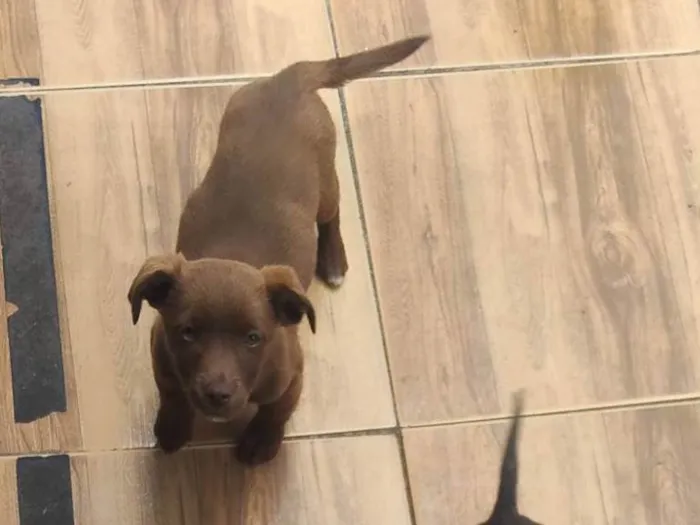 Cachorro ra a SRD-ViraLata idade 2 a 6 meses nome sem nome