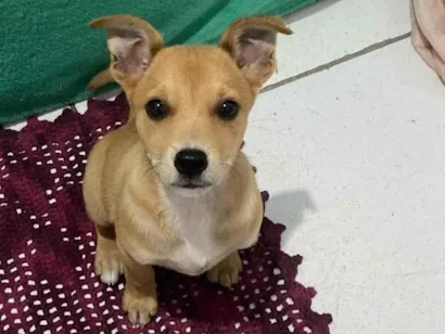 Cachorro raça SRD-ViraLata idade 2 a 6 meses nome Maya