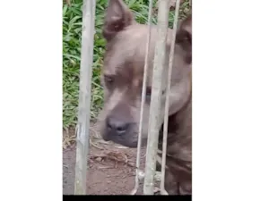 Cachorro raça Bulldog idade 5 anos nome Menina