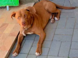 Cachorro raça Pit-Bull idade 2 a 6 meses nome Thor 