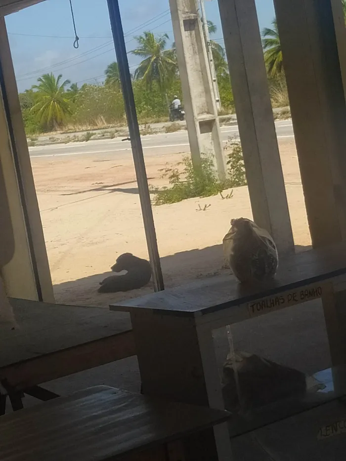 Cachorro raça SRD-ViraLata idade 2 anos nome Cão 