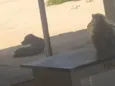 Cão 