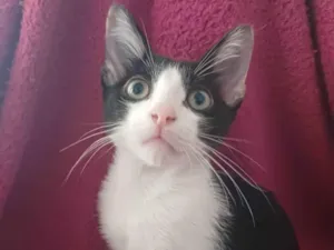 Gato raça SRD-ViraLata idade 2 a 6 meses nome Will Smith 